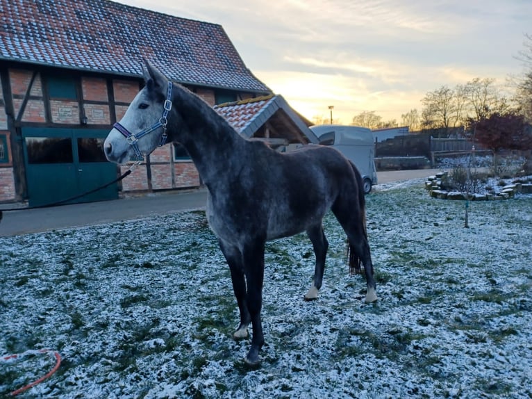 Deutsches Sportpferd Stute 4 Jahre 168 cm Schimmel in Halberstadt