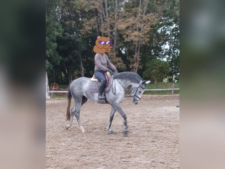 Deutsches Sportpferd Stute 4 Jahre 168 cm Schimmel in Halberstadt