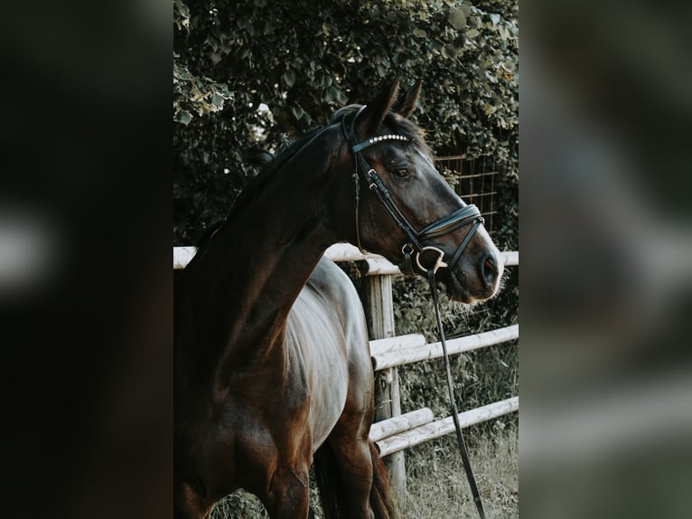 Deutsches Sportpferd Stute 4 Jahre 168 cm Schwarzbrauner in Porta Westfalica