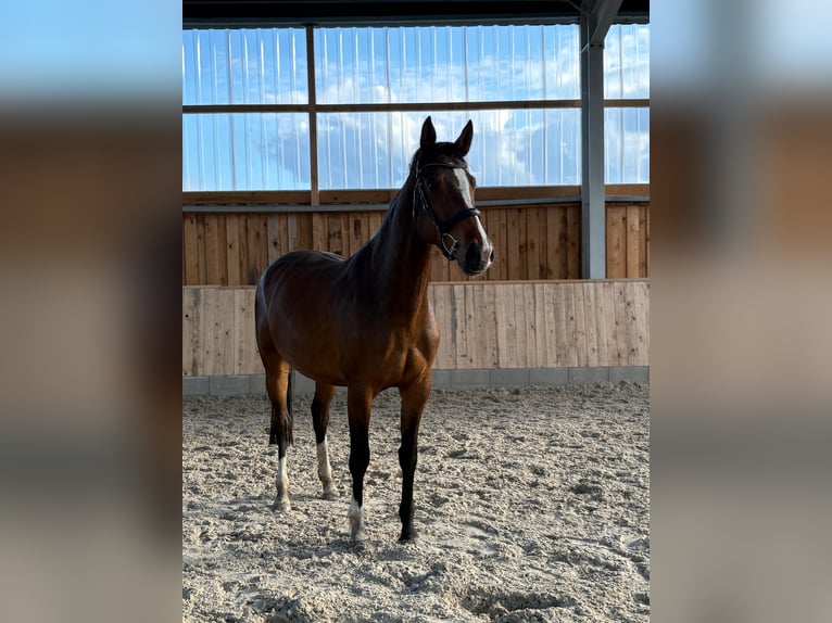 Deutsches Sportpferd Stute 4 Jahre 168 cm  in Nörten Hardenberg