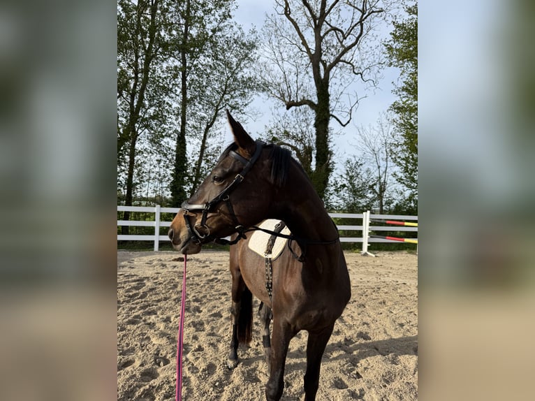 Deutsches Sportpferd Stute 4 Jahre 169 cm Brauner in Stadland