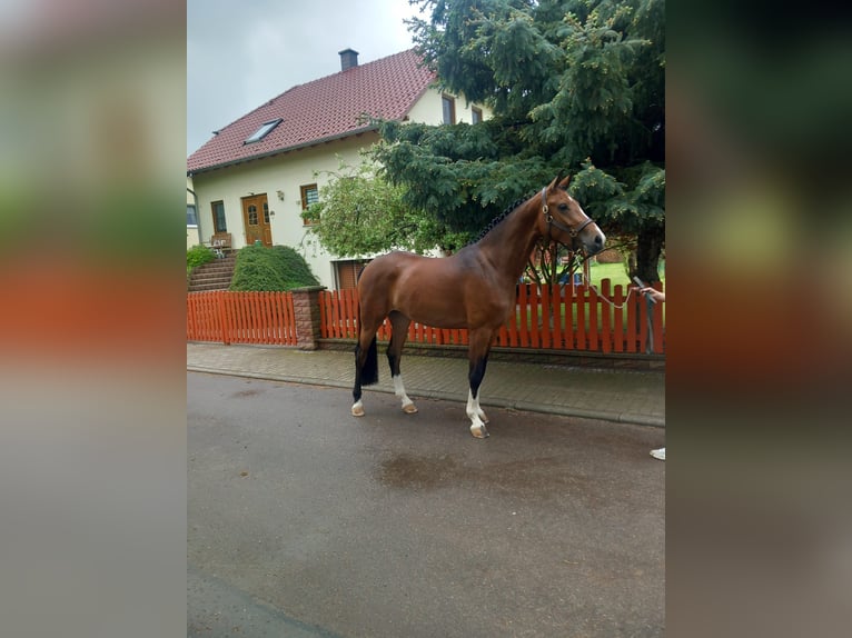Deutsches Sportpferd Stute 4 Jahre 169 cm Brauner in Bad Düben