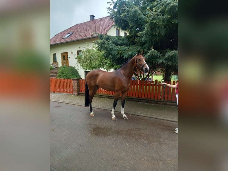 Deutsches Sportpferd Stute 4 Jahre 169 cm Brauner in Bad Düben