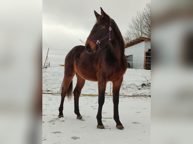 Deutsches Sportpferd Stute 4 Jahre 169 cm Brauner in Drebach