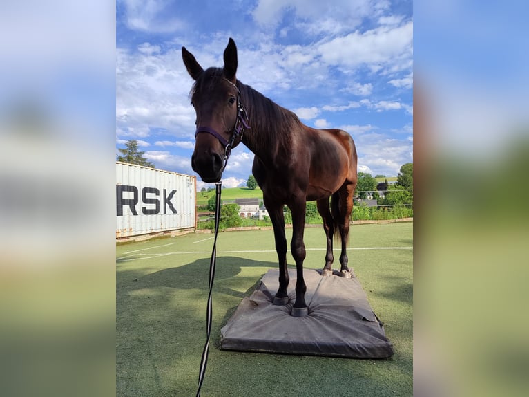 Deutsches Sportpferd Stute 4 Jahre 169 cm Brauner in Drebach