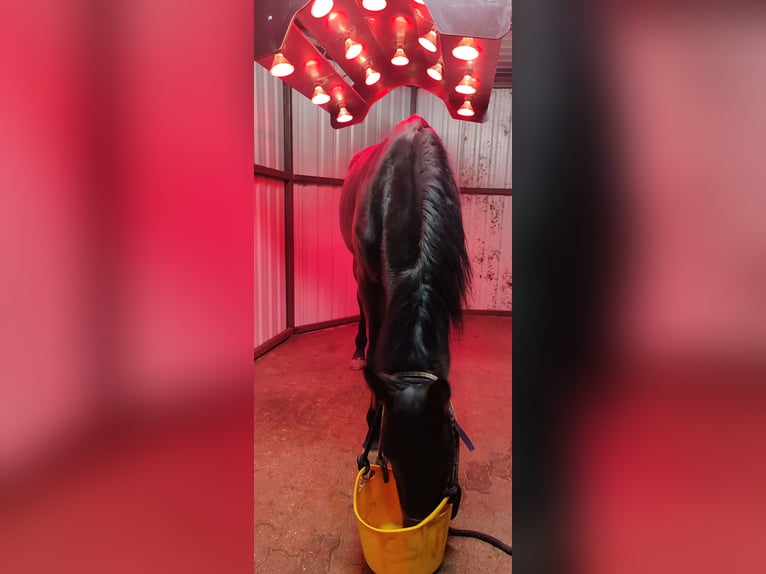 Deutsches Sportpferd Stute 4 Jahre 169 cm Brauner in Drebach