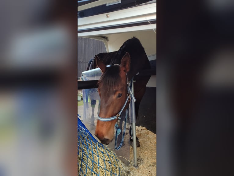 Deutsches Sportpferd Stute 4 Jahre 169 cm Brauner in Drebach