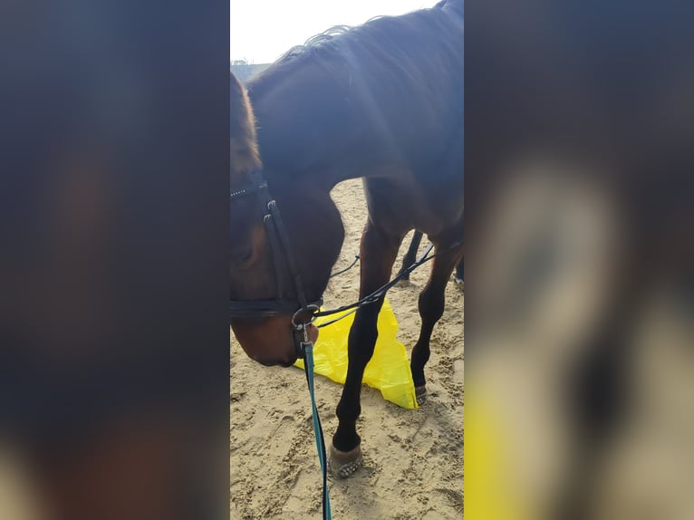 Deutsches Sportpferd Stute 4 Jahre 169 cm Brauner in Drebach