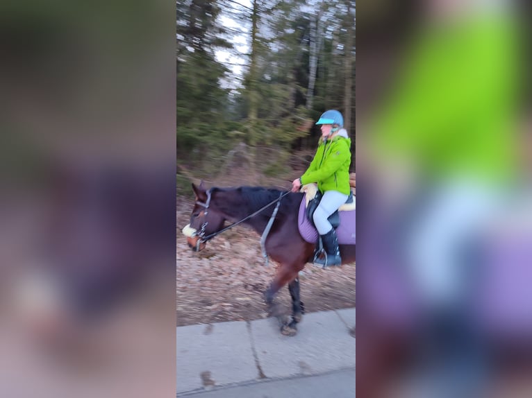 Deutsches Sportpferd Stute 4 Jahre 169 cm Brauner in Drebach