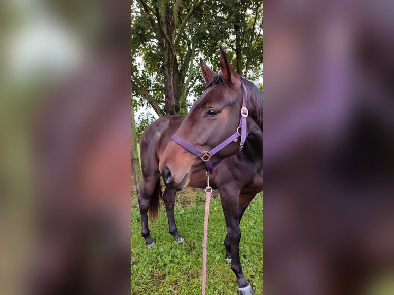 Deutsches Sportpferd Stute 4 Jahre 169 cm Brauner in Drebach