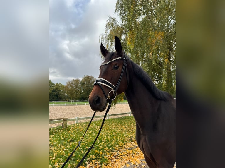 Deutsches Sportpferd Stute 4 Jahre 169 cm Dunkelbrauner in R&#xF6;ttingen