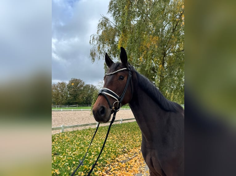 Deutsches Sportpferd Stute 4 Jahre 169 cm Dunkelbrauner in R&#xF6;ttingen