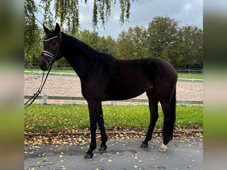 Deutsches Sportpferd Stute 4 Jahre 169 cm Dunkelbrauner in R&#xF6;ttingen