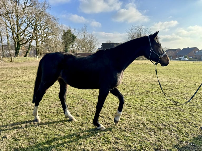 Deutsches Sportpferd Stute 4 Jahre 169 cm Dunkelbrauner in VaaleNutteln