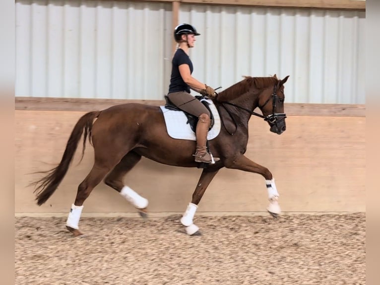 Deutsches Sportpferd Stute 4 Jahre 169 cm Fuchs in Plech
