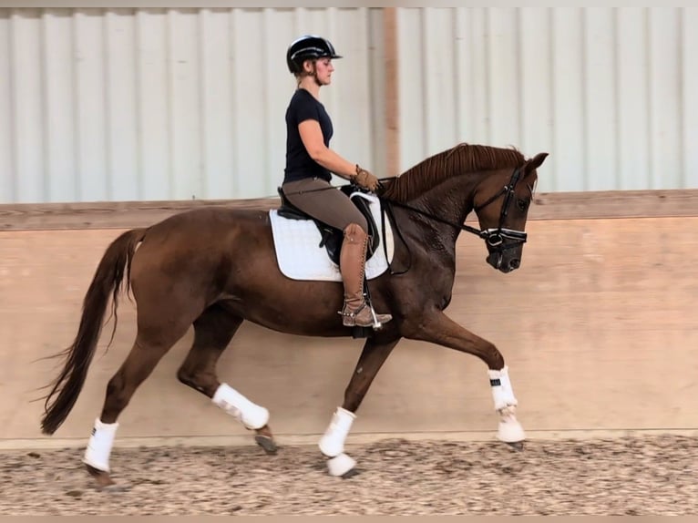 Deutsches Sportpferd Stute 4 Jahre 169 cm Fuchs in Plech