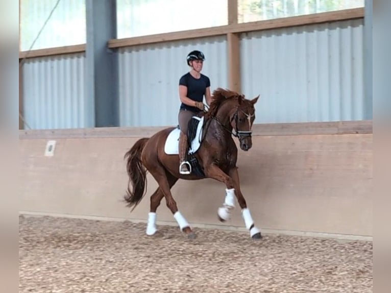 Deutsches Sportpferd Stute 4 Jahre 169 cm Fuchs in Plech
