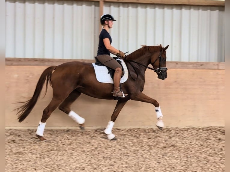Deutsches Sportpferd Stute 4 Jahre 169 cm Fuchs in Plech