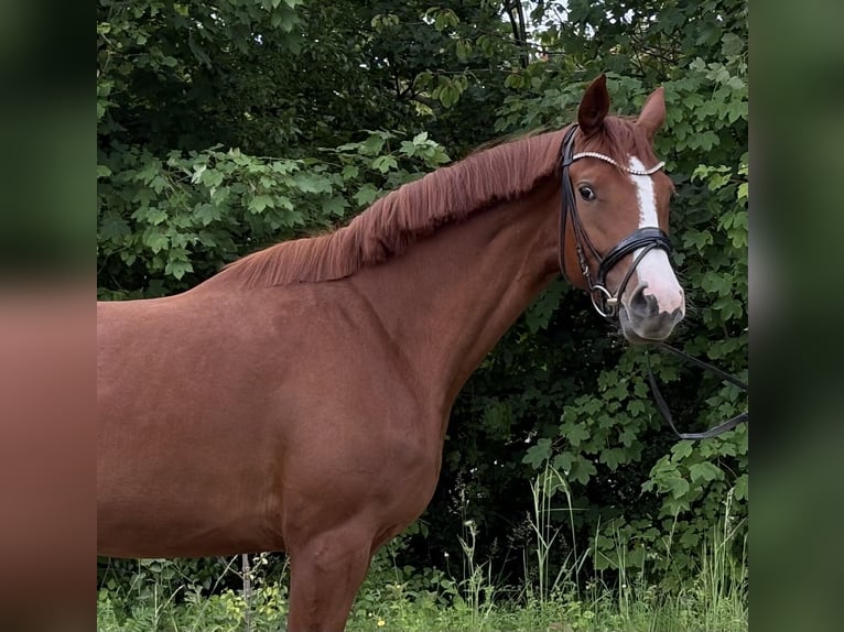 Deutsches Sportpferd Stute 4 Jahre 169 cm Fuchs in Pliening