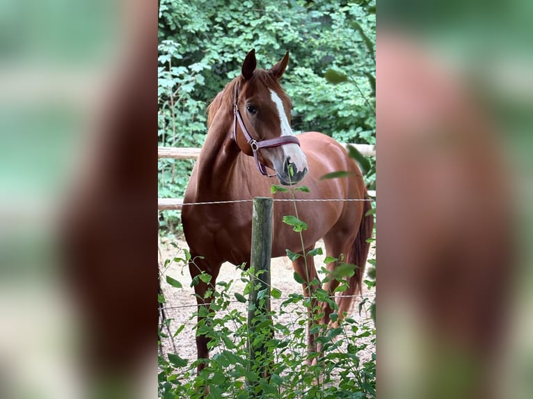 Deutsches Sportpferd Stute 4 Jahre 169 cm Fuchs in Pliening