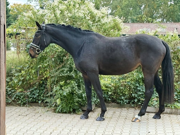 Deutsches Sportpferd Stute 4 Jahre 169 cm Schwarzbrauner in Viernheim