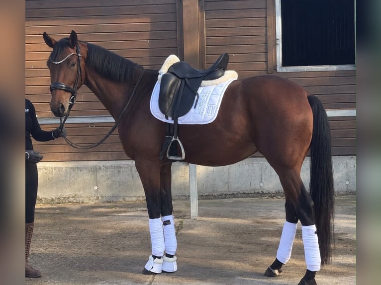 Deutsches Sportpferd Stute 4 Jahre 170 cm Brauner in Karlsfeld