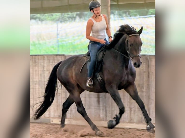 Deutsches Sportpferd Stute 4 Jahre 170 cm Brauner in Oberaurach