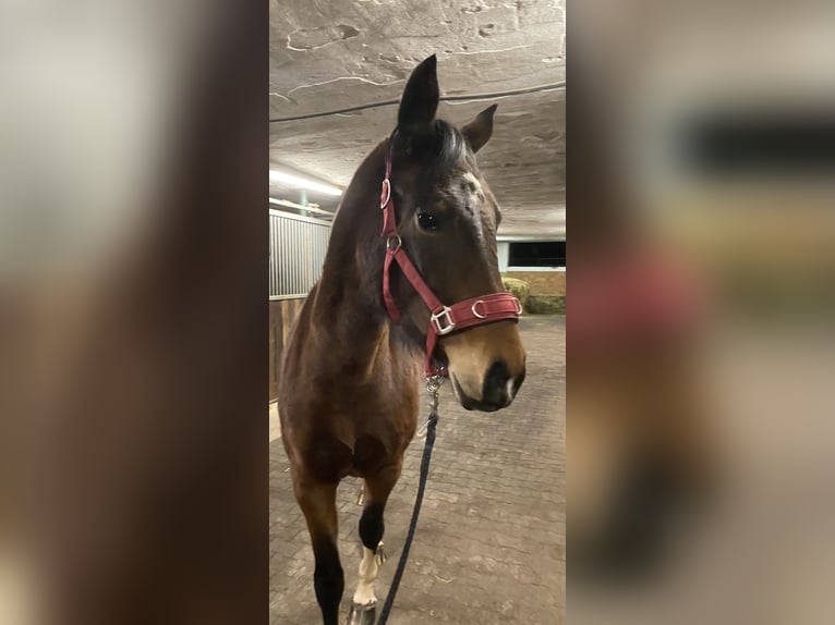 Deutsches Sportpferd Stute 4 Jahre 170 cm Brauner in Ellwangen (Jagst)