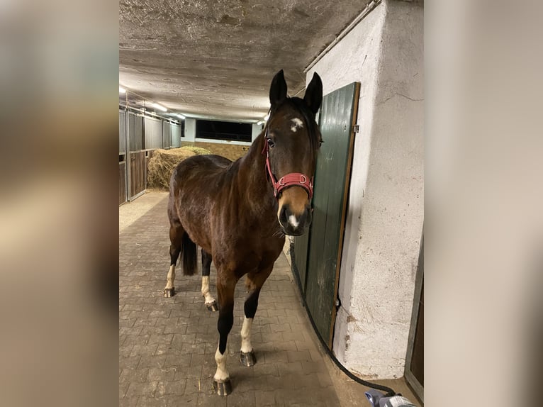 Deutsches Sportpferd Stute 4 Jahre 170 cm Brauner in Ellwangen (Jagst)