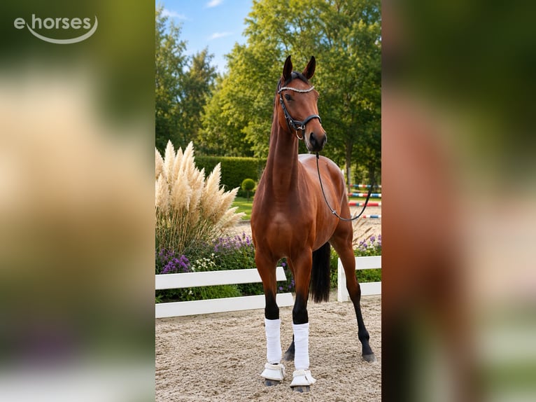 Deutsches Sportpferd Stute 4 Jahre 170 cm Brauner in Königsbrunn