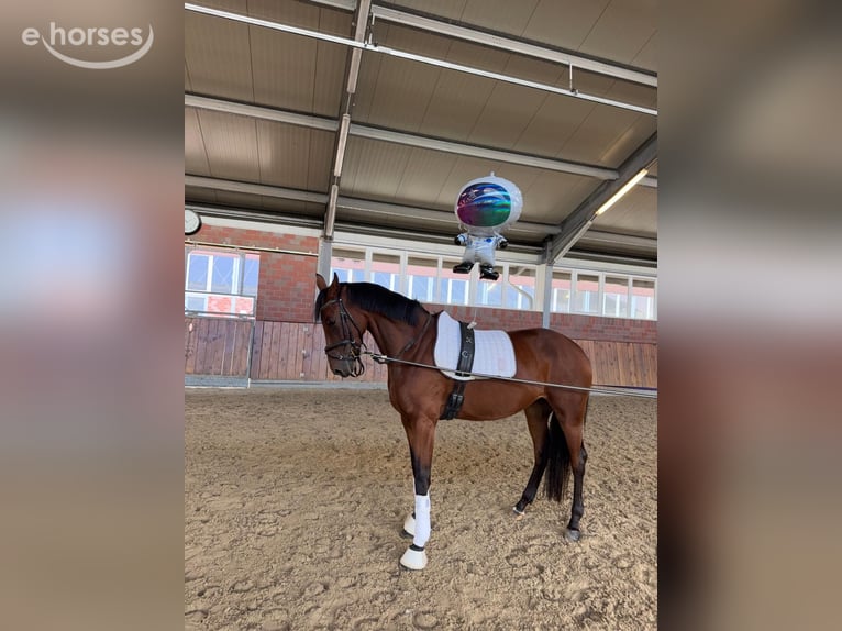 Deutsches Sportpferd Stute 4 Jahre 170 cm Brauner in Königsbrunn
