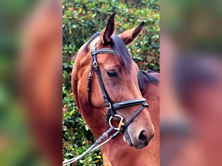 Deutsches Sportpferd Stute 4 Jahre 170 cm Brauner in Vechta