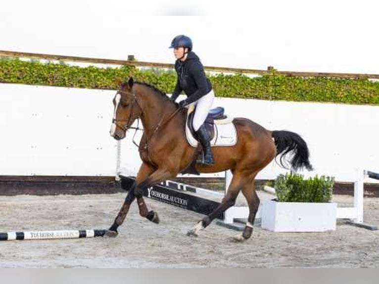 Deutsches Sportpferd Stute 4 Jahre 170 cm Brauner in Waddinxveen