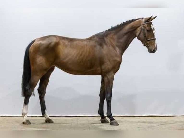 Deutsches Sportpferd Stute 4 Jahre 170 cm Brauner in Waddinxveen