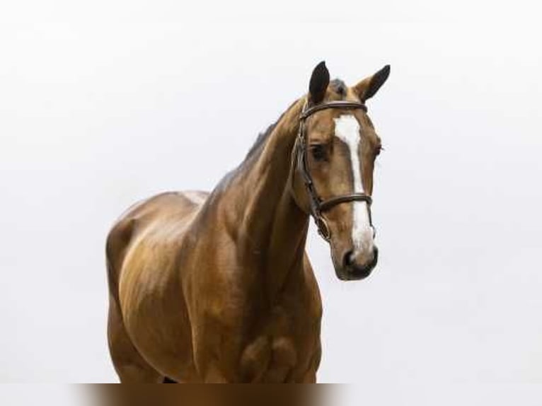 Deutsches Sportpferd Stute 4 Jahre 170 cm Brauner in Waddinxveen