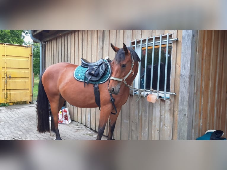 Deutsches Sportpferd Stute 4 Jahre 170 cm Brauner in Jessen (Elster)Steinsdorf