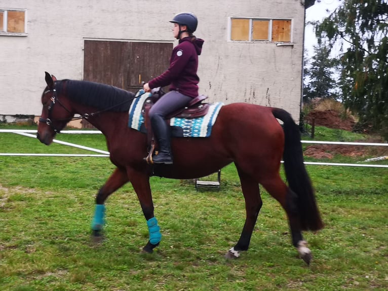 Deutsches Sportpferd Stute 4 Jahre 170 cm Brauner in Jessen (Elster)Steinsdorf