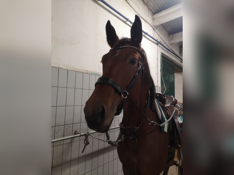 Deutsches Sportpferd Stute 4 Jahre 170 cm Brauner in Jessen (Elster)Steinsdorf