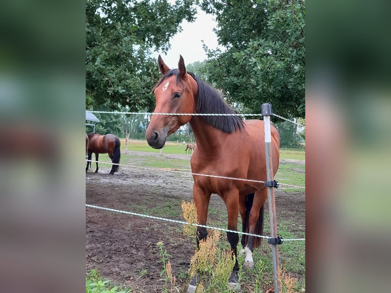 Deutsches Sportpferd Stute 4 Jahre 170 cm Brauner in Jessen (Elster)Steinsdorf