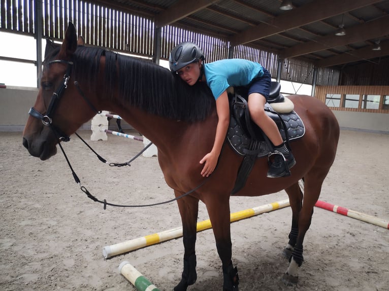 Deutsches Sportpferd Stute 4 Jahre 170 cm Brauner in Jessen (Elster)Steinsdorf