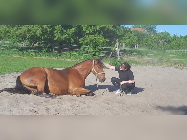 Deutsches Sportpferd Stute 4 Jahre 170 cm Brauner in Jessen (Elster)Steinsdorf