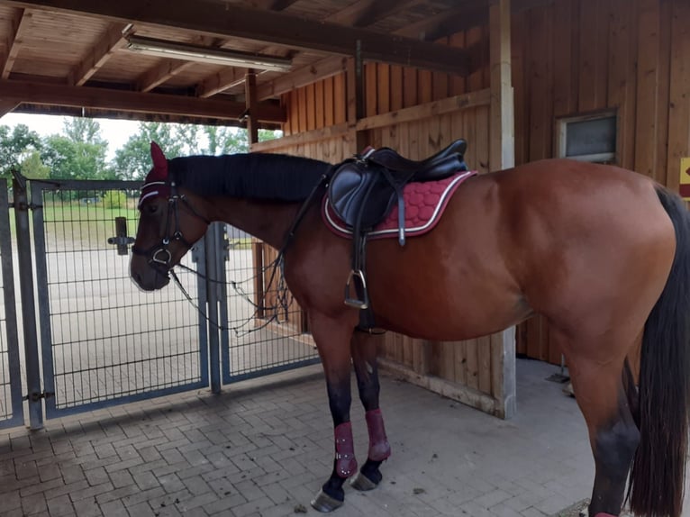 Deutsches Sportpferd Stute 4 Jahre 170 cm Brauner in Jessen (Elster)Steinsdorf