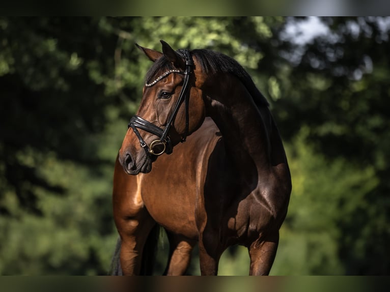 Deutsches Sportpferd Stute 4 Jahre 170 cm Dunkelbrauner in Windhagen