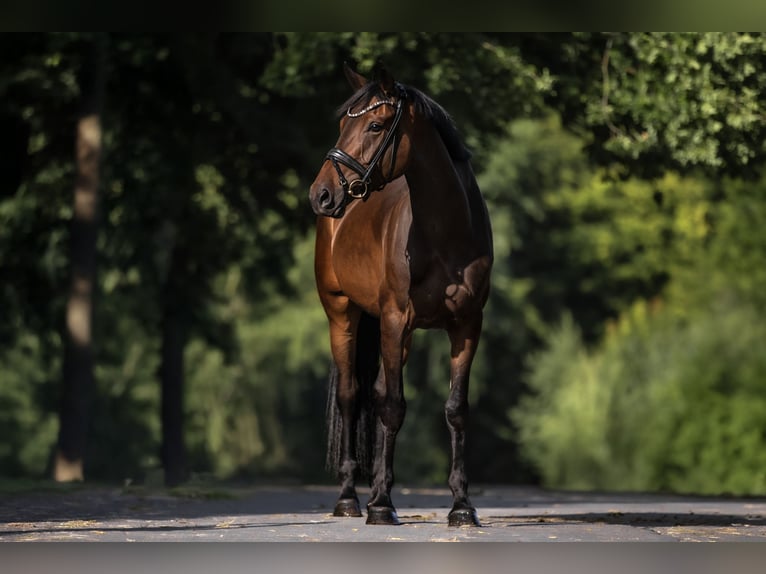 Deutsches Sportpferd Stute 4 Jahre 170 cm Dunkelbrauner in Windhagen