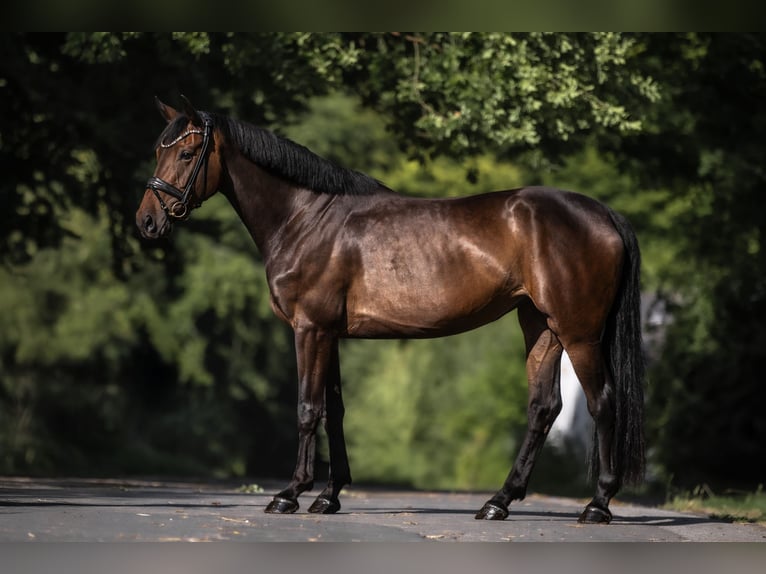 Deutsches Sportpferd Stute 4 Jahre 170 cm Dunkelbrauner in Windhagen