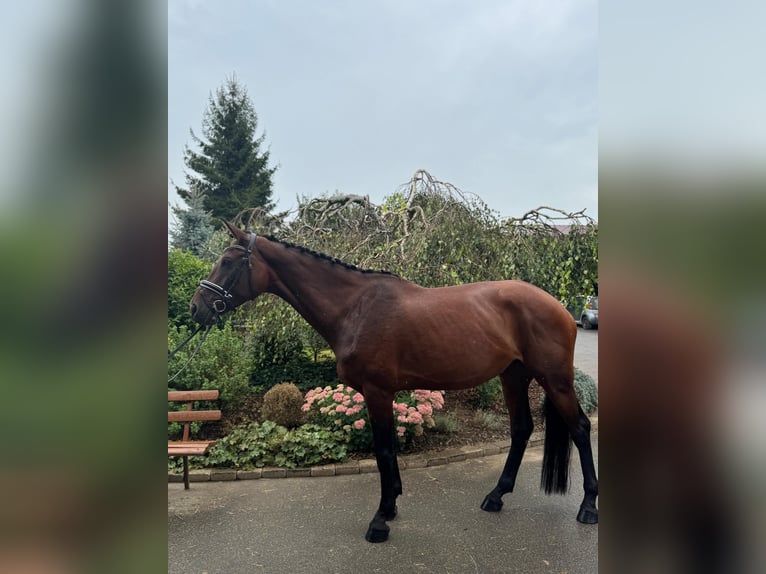 Deutsches Sportpferd Stute 4 Jahre 170 cm Dunkelbrauner in Iggingen
