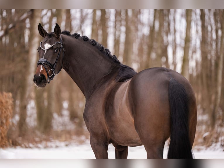 Deutsches Sportpferd Stute 4 Jahre 170 cm Dunkelbrauner in Wehringen