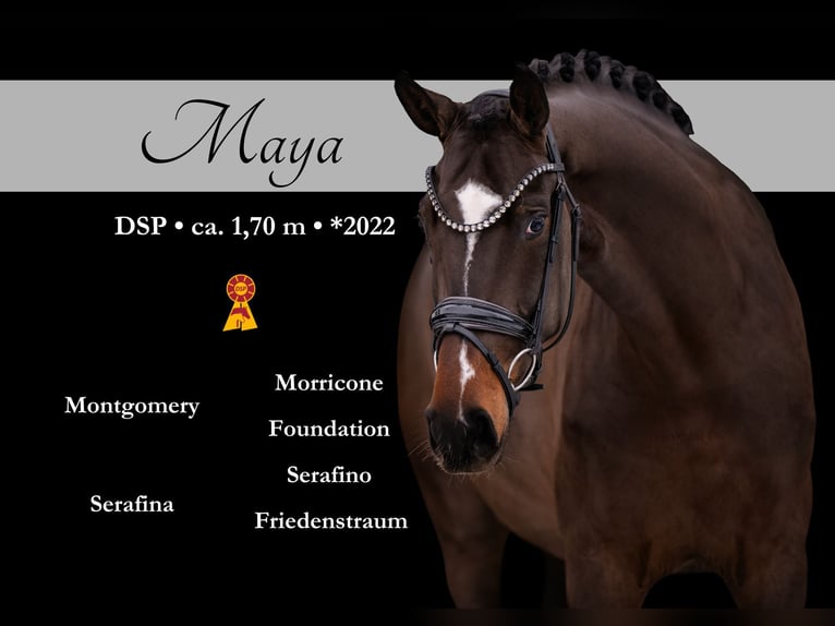 Deutsches Sportpferd Stute 4 Jahre 170 cm Dunkelbrauner in Wehringen