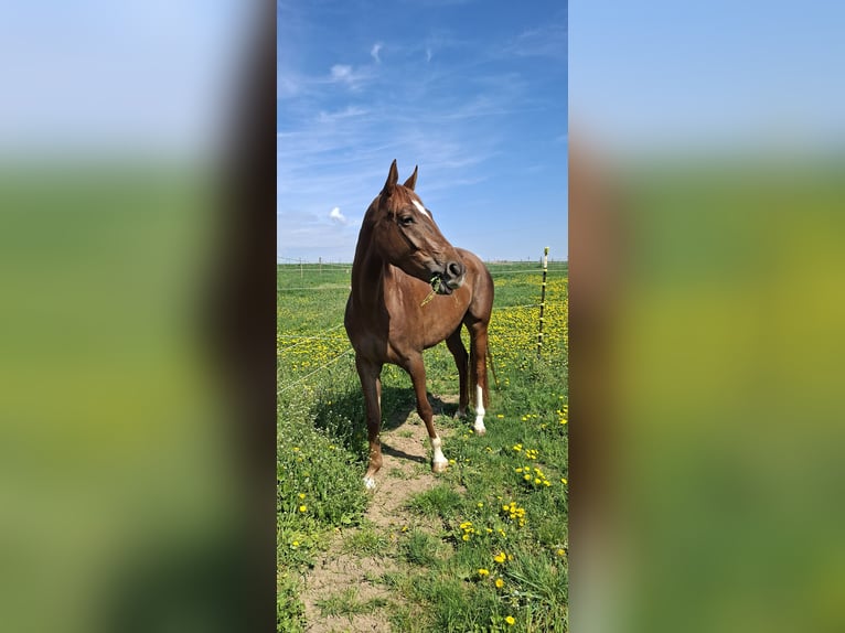Deutsches Sportpferd Stute 4 Jahre 170 cm Dunkelfuchs in Niederwerrn