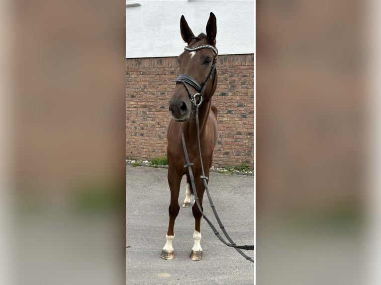 Deutsches Sportpferd Stute 4 Jahre 170 cm Dunkelfuchs in Niederkassel